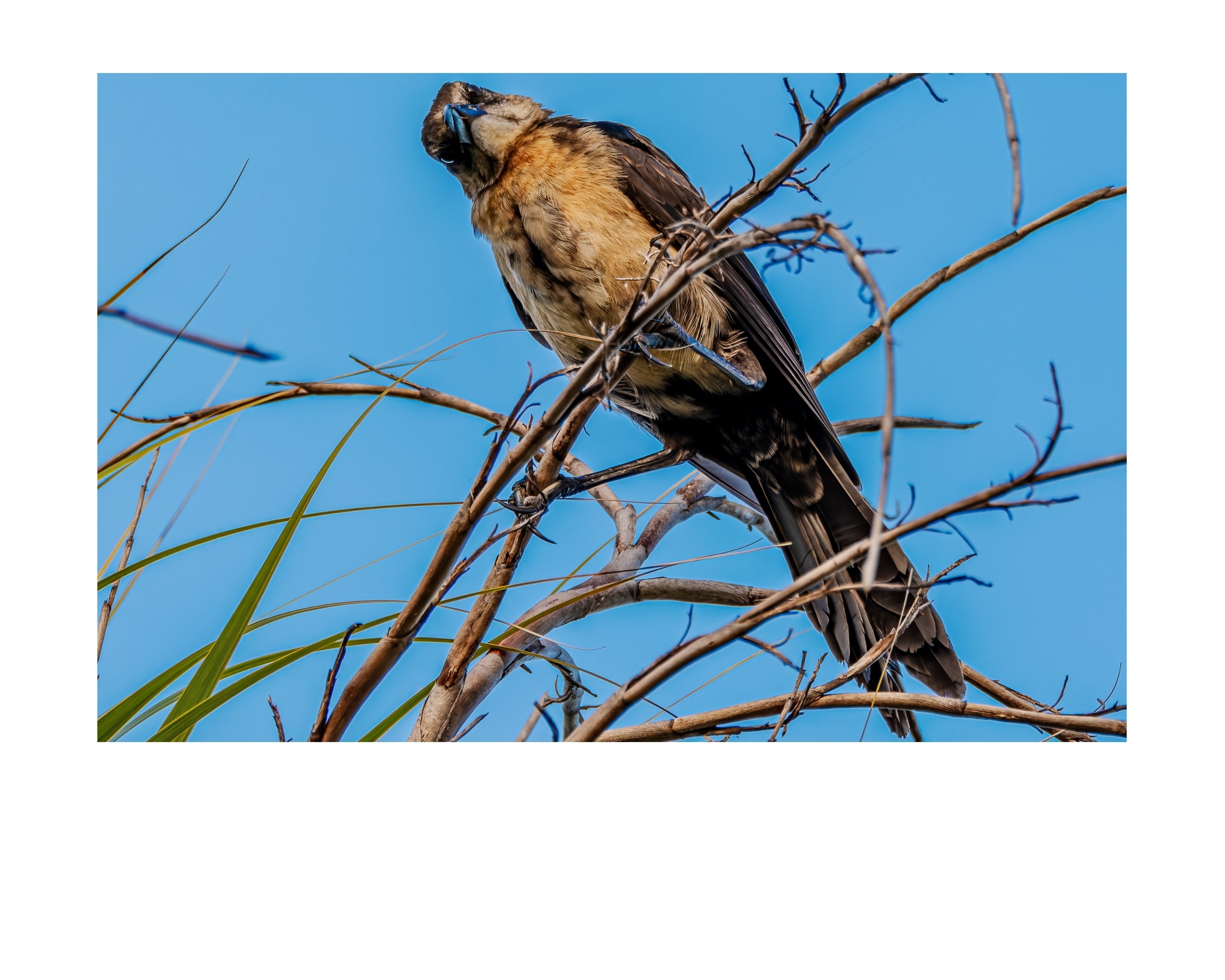 Boat-Tailed Grackle Wildlife Photography Print | Tiny Desk Photos No. 134