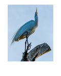 Great Egret Wildlife Photography Print | Tiny Desk Photos No. 135