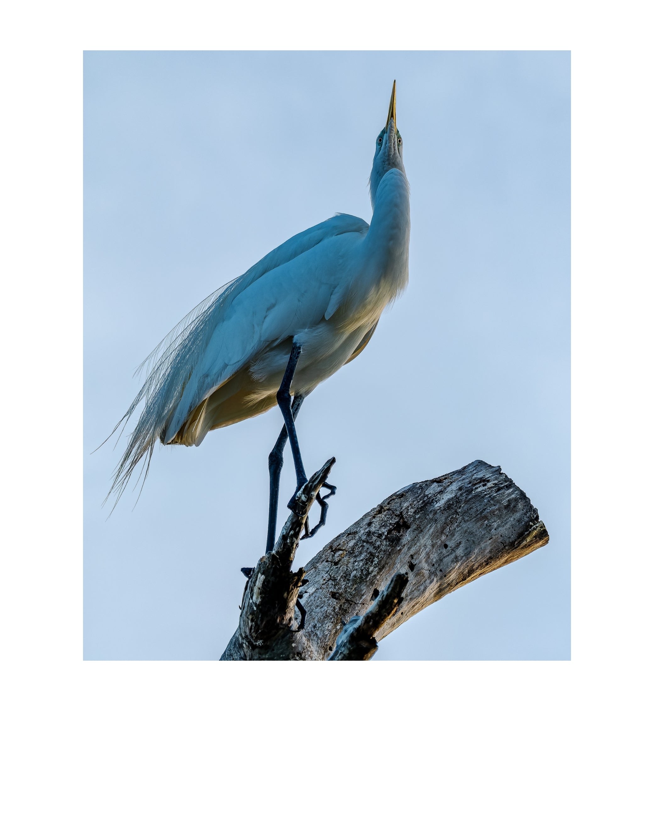 Great Egret Wildlife Photography Print | Tiny Desk Photos No. 135