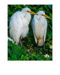 Great Egret Wildlife Photography Print | Tiny Desk Photos No. 136