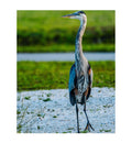 Great Blue Heron Wildlife Photography Print | Tiny Desk Photos No. 137