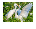 Great Egret Wildlife Photography Print | Tiny Desk Photos No. 138