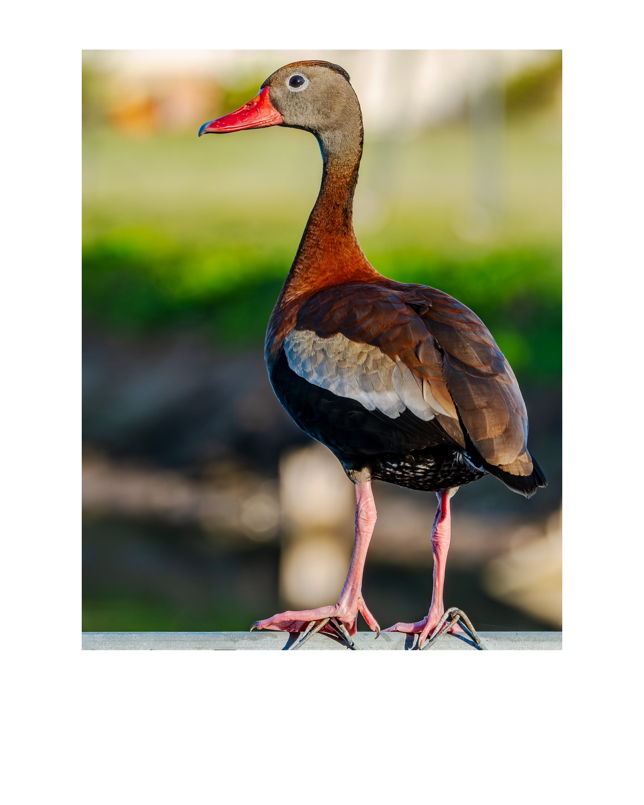 Black-Bellied Whistling Duck Wildlife Photography Print | Tiny Desk Photos No. 139