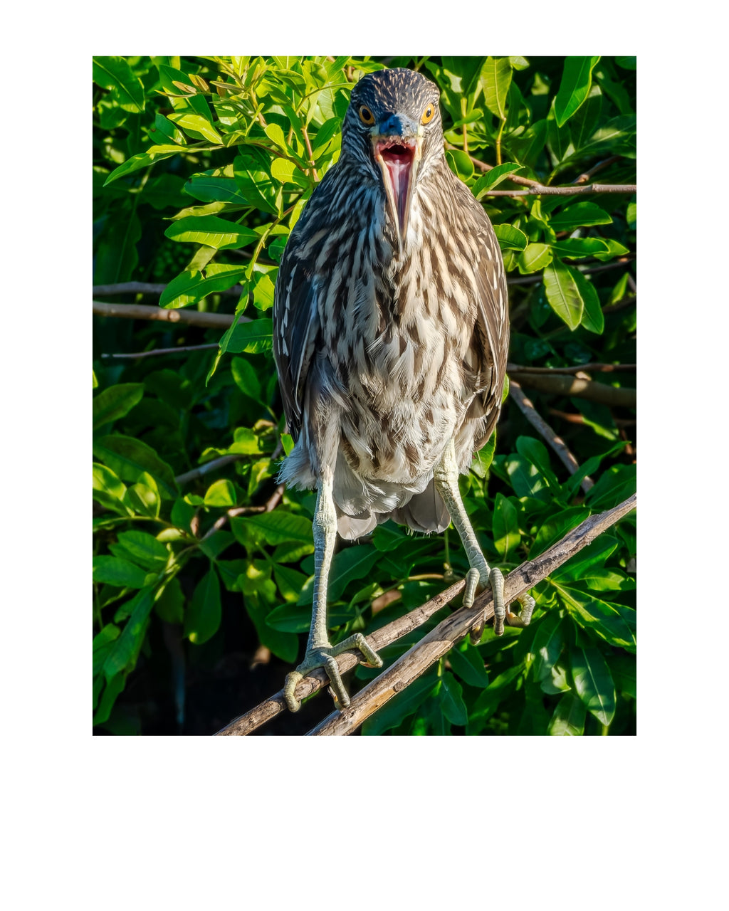 Yellow-Crowned Night Heron Wildlife Photography Print | Tiny Desk Photos No. 140