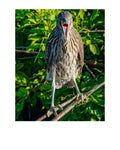 Yellow-Crowned Night Heron Wildlife Photography Print | Tiny Desk Photos No. 140