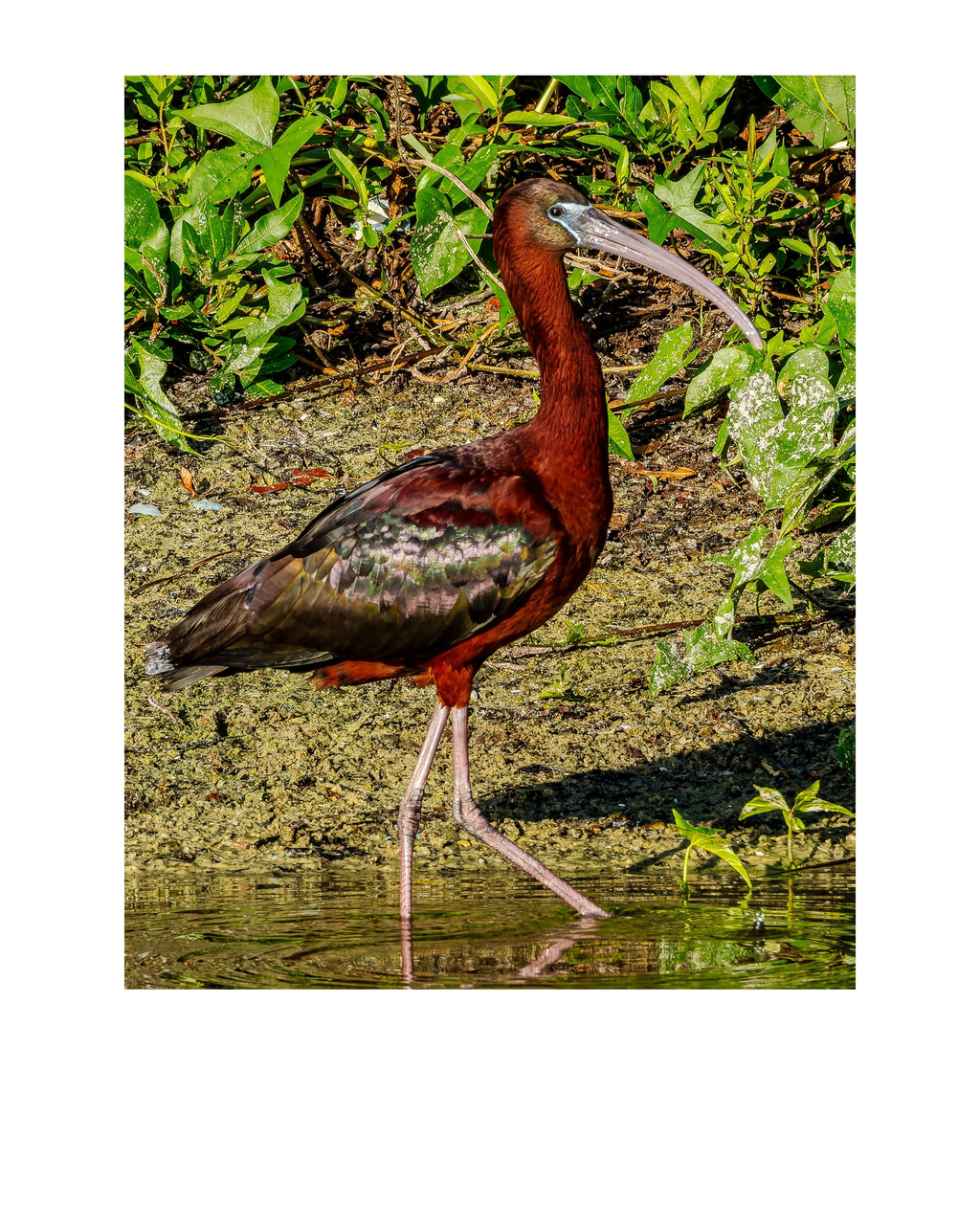 Glossy Ibis Wildlife Photography Print | Tiny Desk Photos No. 141