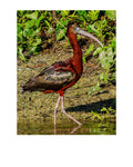 Glossy Ibis Wildlife Photography Print | Tiny Desk Photos No. 141