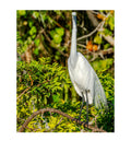 Great Egret Wildlife Photography Print | Tiny Desk Photos No. 142