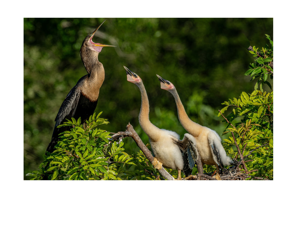Anhinga Wildlife Photography Print | Tiny Desk Photos No. 143