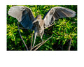 Yellow-Crowned Night Heron Wildlife Photography Print | Tiny Desk Photos No. 144