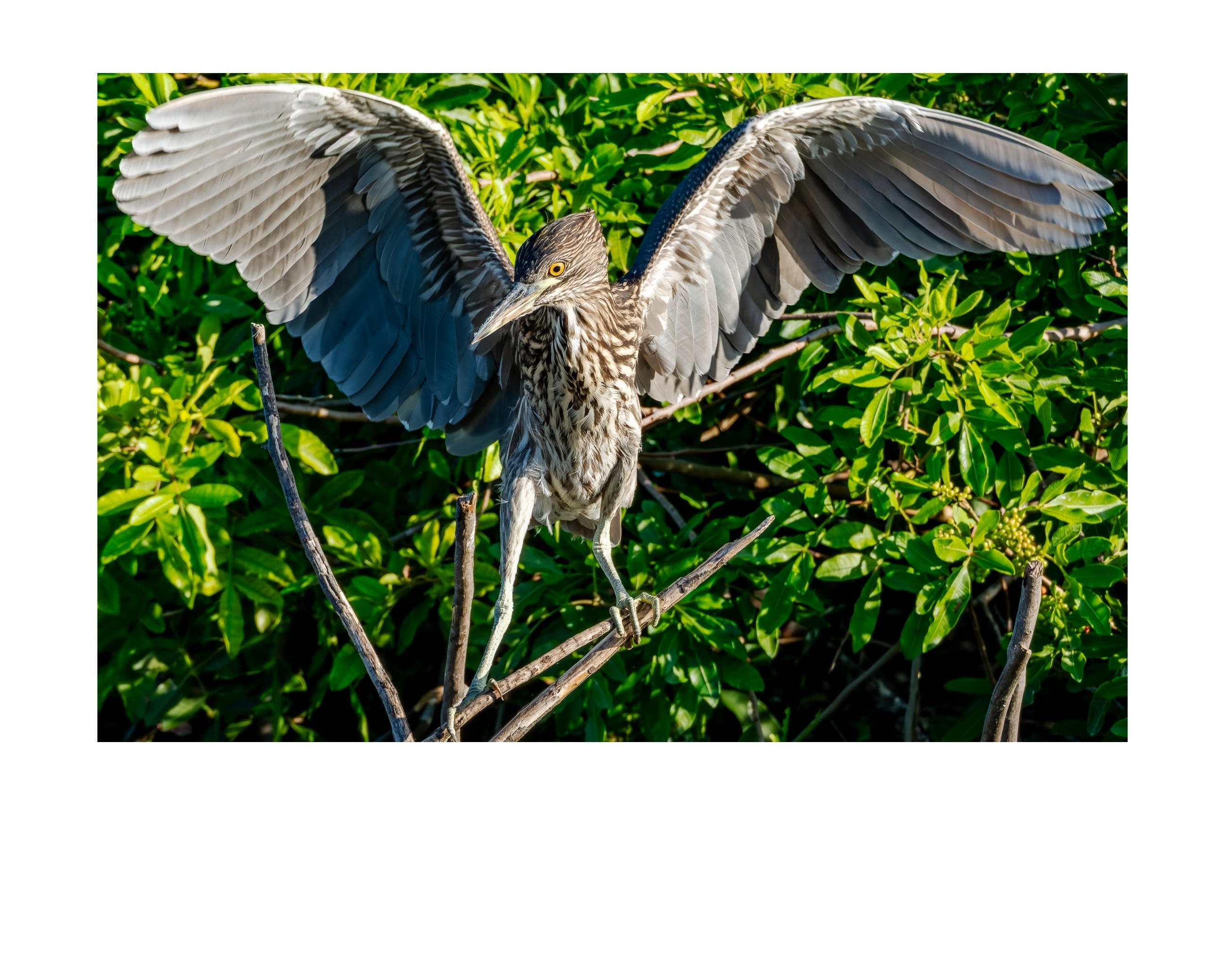 Yellow-Crowned Night Heron Wildlife Photography Print | Tiny Desk Photos No. 144