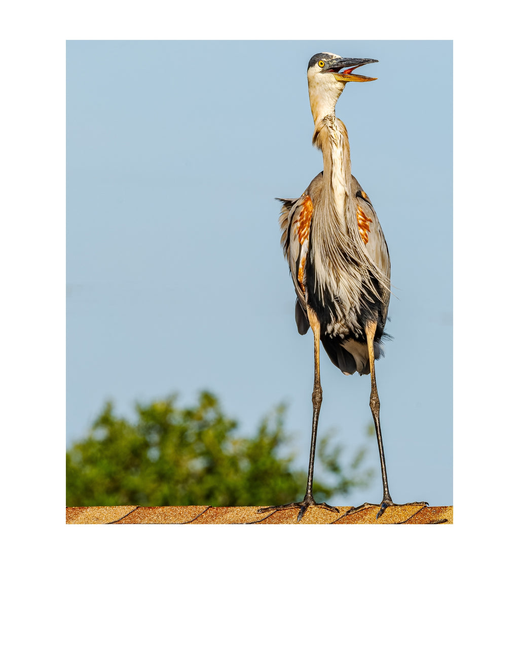 Great Blue Heron Wildlife Photography Print | Tiny Desk Photos No. 145