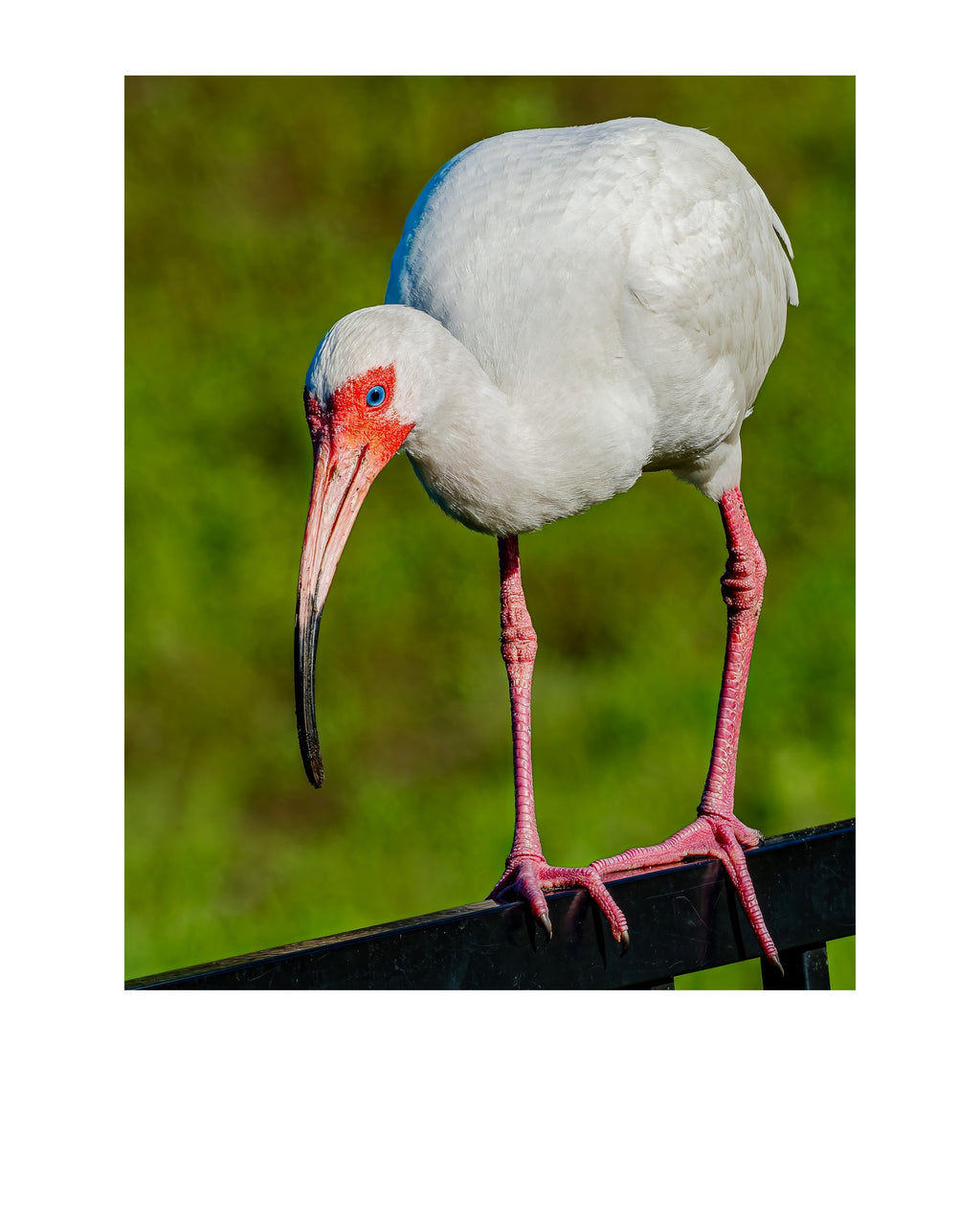 White Ibis Wildlife Photography Print | Tiny Desk Photos No. 146