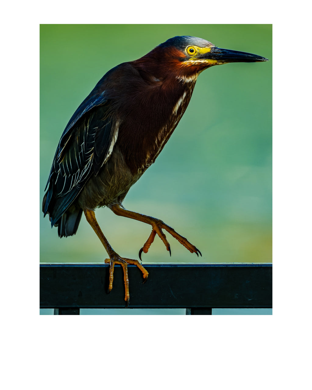 Green Heron Wildlife Photography Print | Tiny Desk Photos No. 147