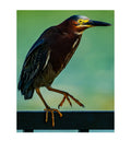 Green Heron Wildlife Photography Print | Tiny Desk Photos No. 147