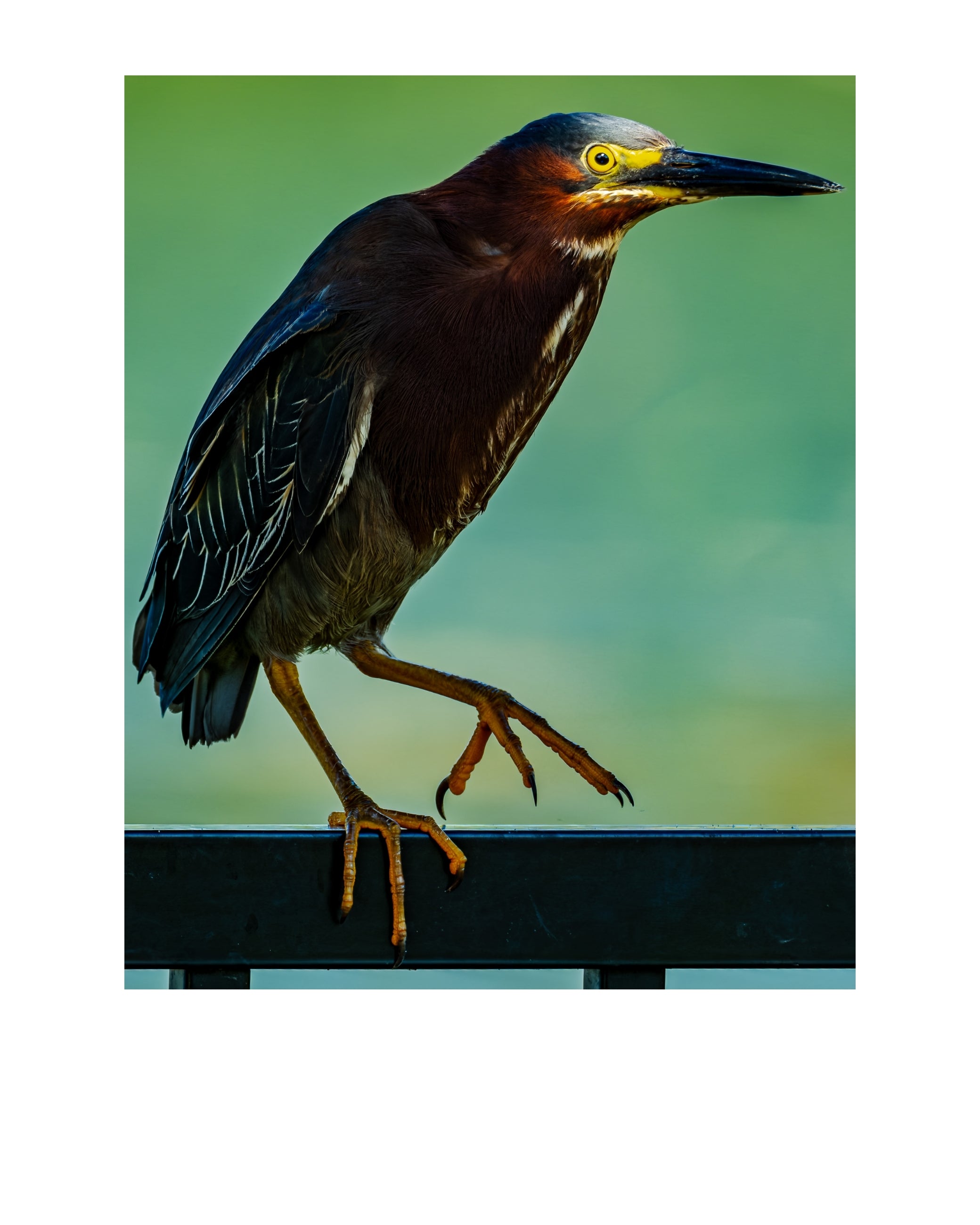 Green Heron Wildlife Photography Print | Tiny Desk Photos No. 147