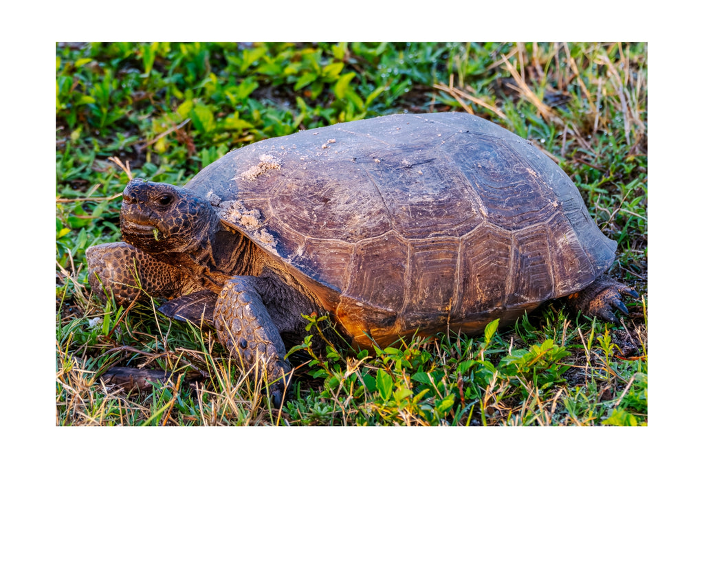 Gopher Tortoise Wildlife Photography Print | Tiny Desk Photos No. 148