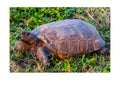 Gopher Tortoise Wildlife Photography Print | Tiny Desk Photos No. 148