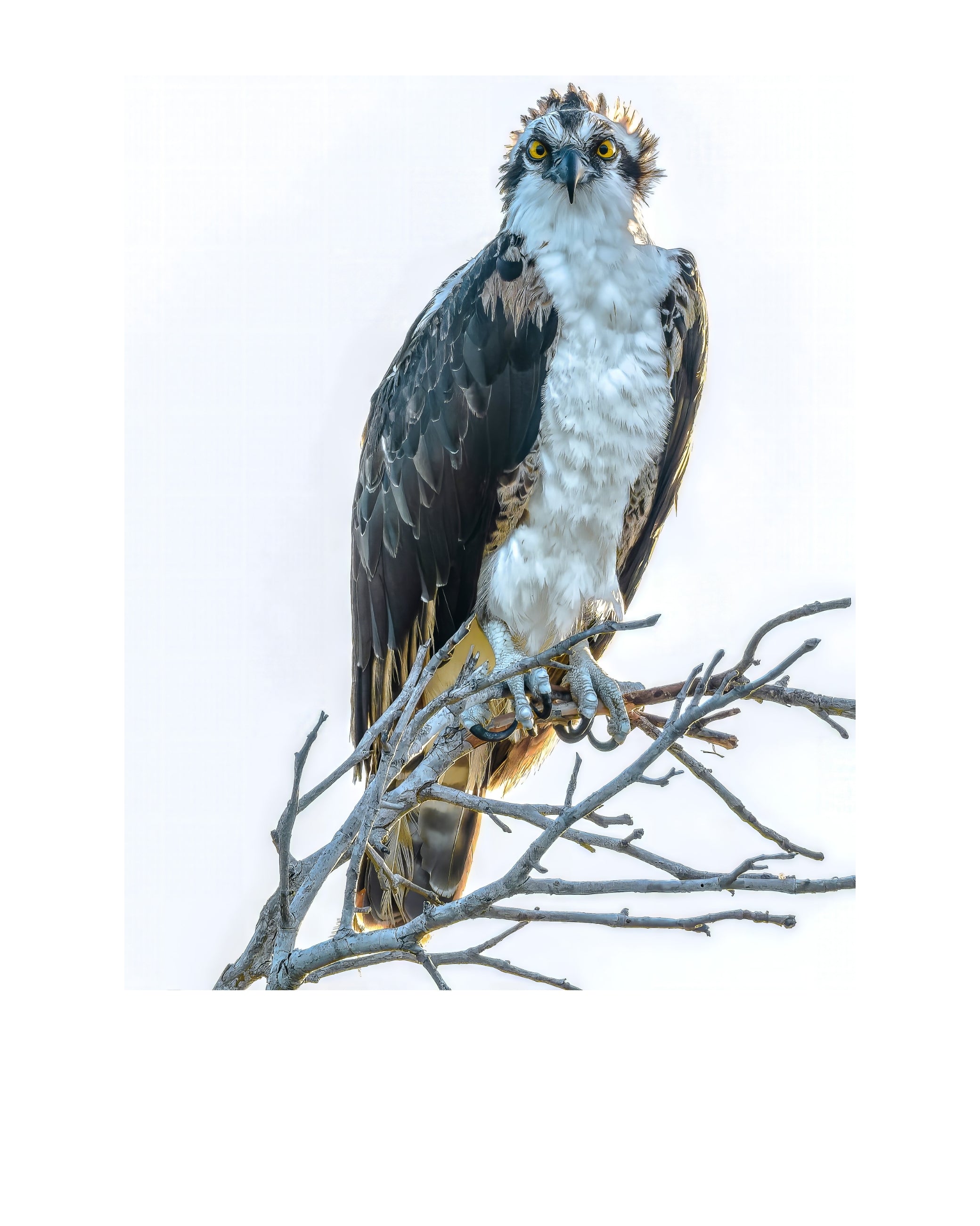 Osprey Wildlife Photography Print | Tiny Desk Photos No. 149