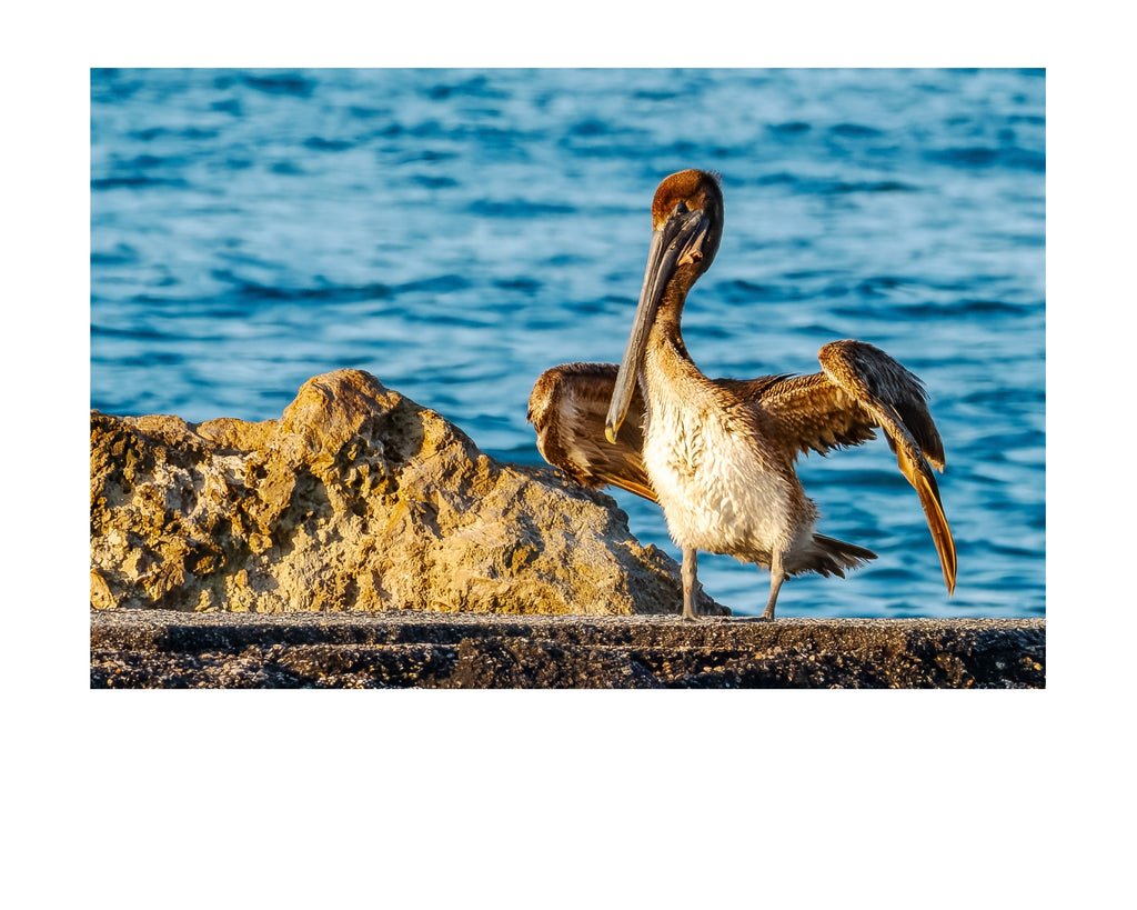 Brown Pelican Wildlife Photography Print | Tiny Desk Photos No. 150.
