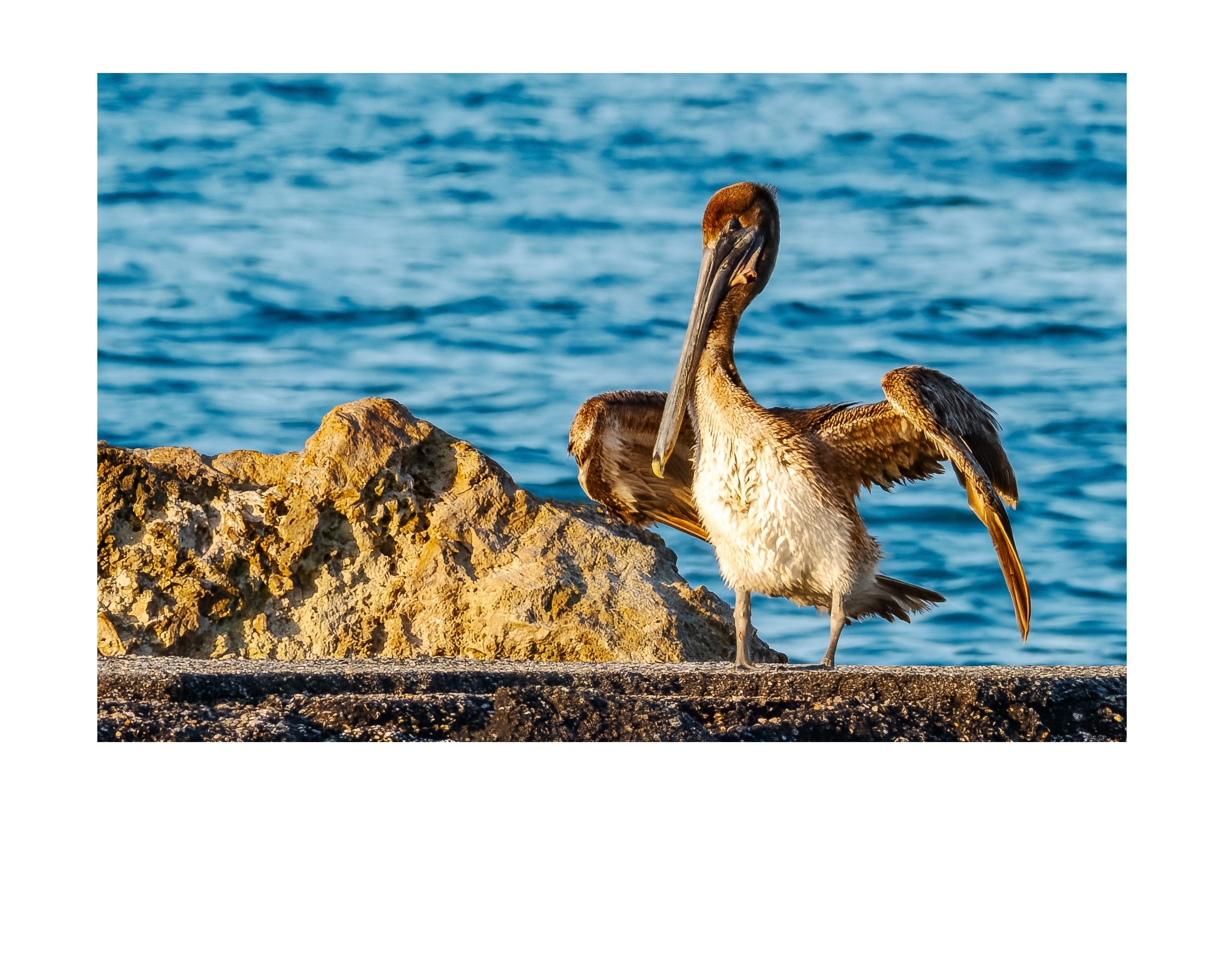 Brown Pelican Wildlife Photography Print | Tiny Desk Photos No. 150.