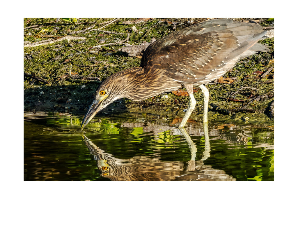 Juvenile Night Heron Wildlife Photography Print | Tiny Desk Photos No. 151