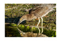 Juvenile Night Heron Wildlife Photography Print | Tiny Desk Photos No. 151
