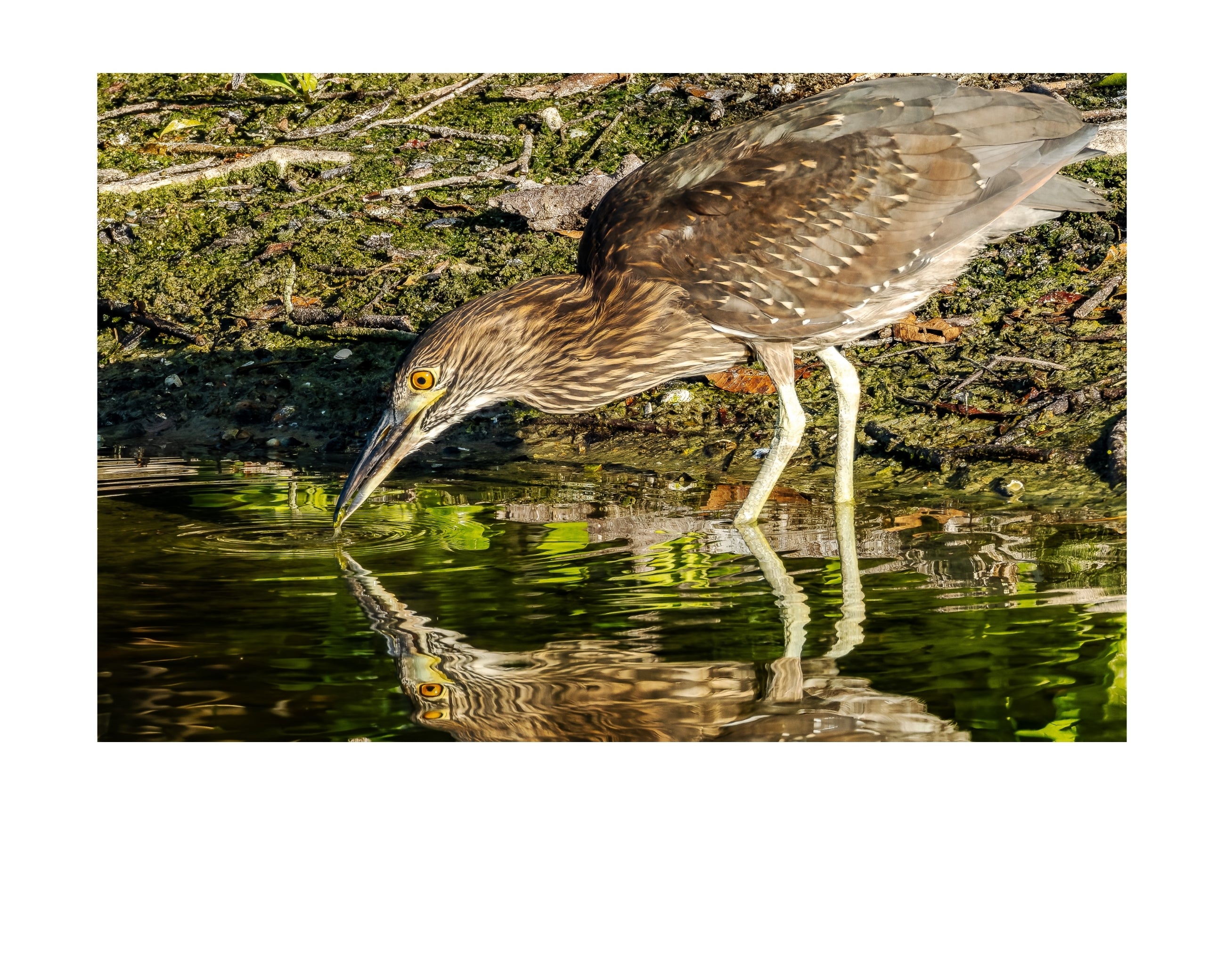 Juvenile Night Heron Wildlife Photography Print | Tiny Desk Photos No. 151