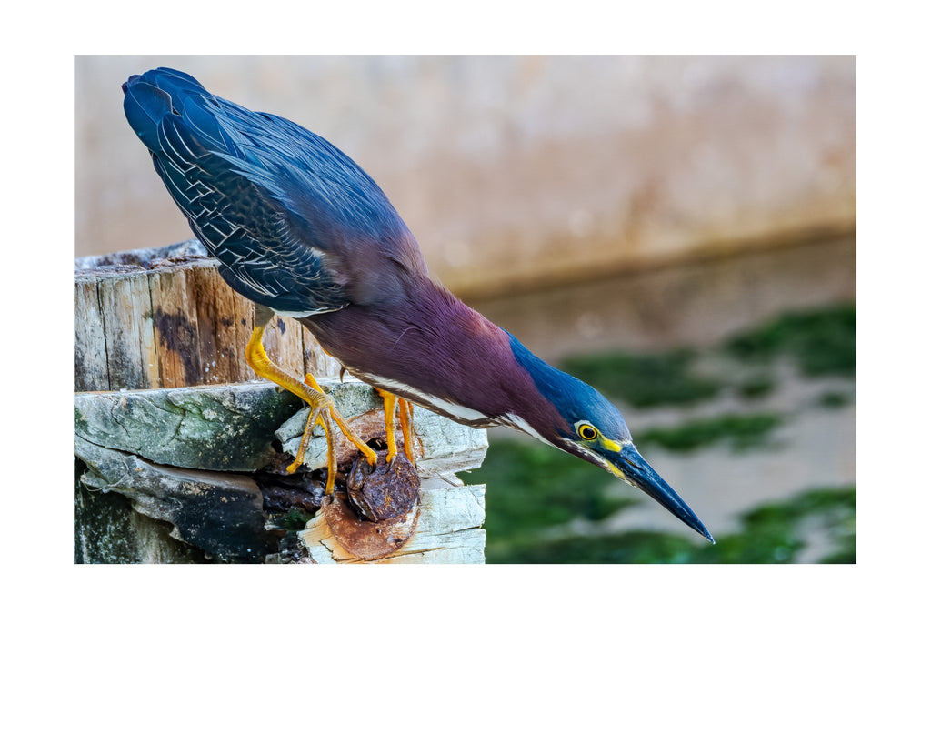 Green Heron Wildlife Photography Print | Tiny Desk Photos No. 152
