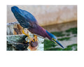 Green Heron Wildlife Photography Print | Tiny Desk Photos No. 152