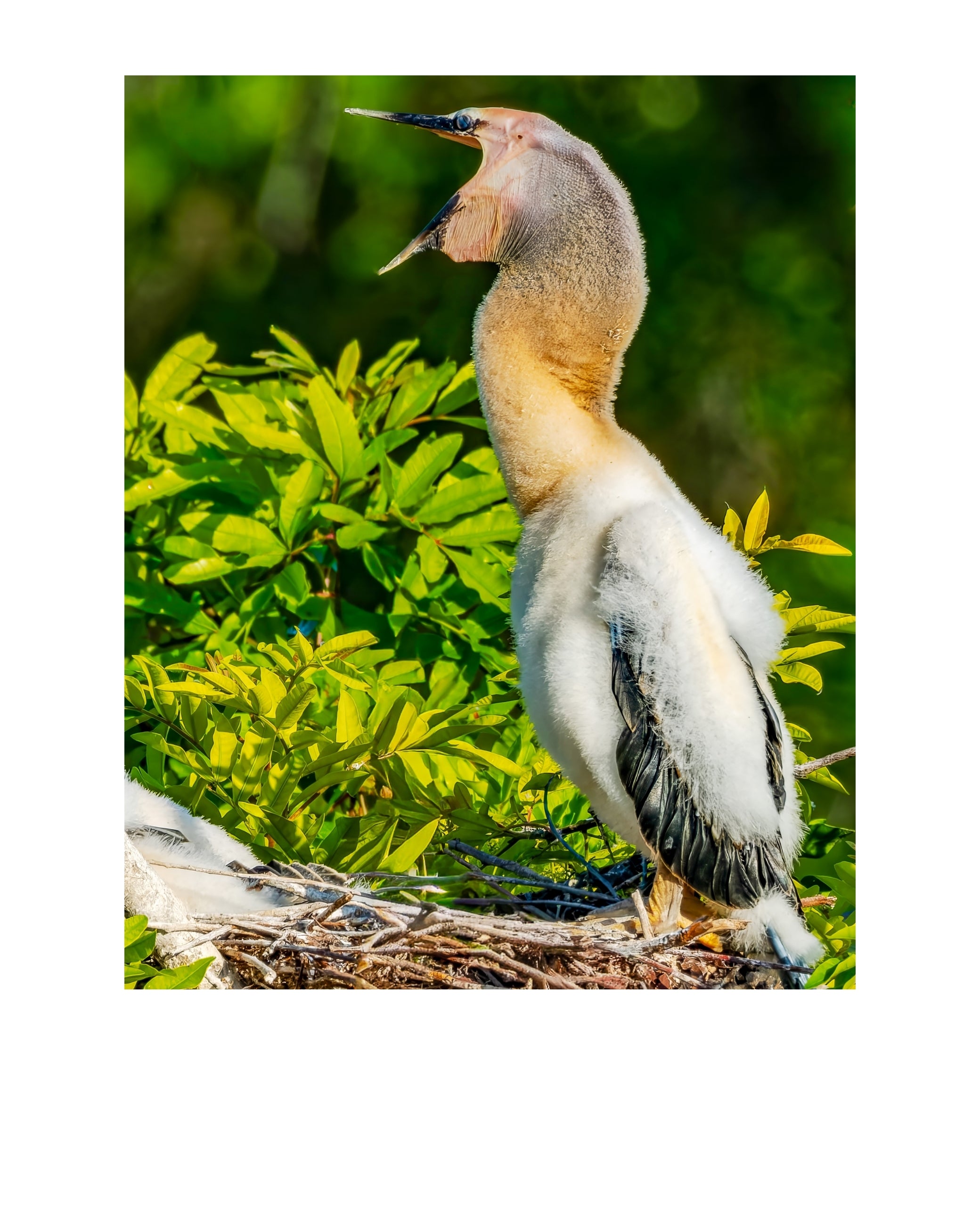 Anhinga Chick Wildlife Photography Print | Tiny Desk Photos No. 153