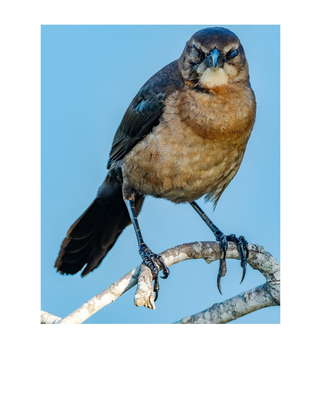 Boat-Tailed Grackle Wildlife Photography Print | Tiny Desk Photos No. 154