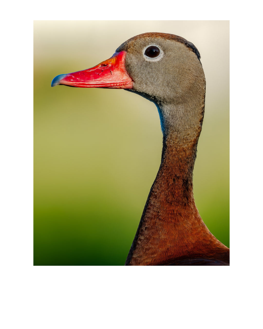 Black-Bellied Whistling Duck Wildlife Photography Print | Tiny Desk Photos No. 155