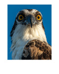 Osprey Wildlife Photography Print | Tiny Desk Photos No. 156