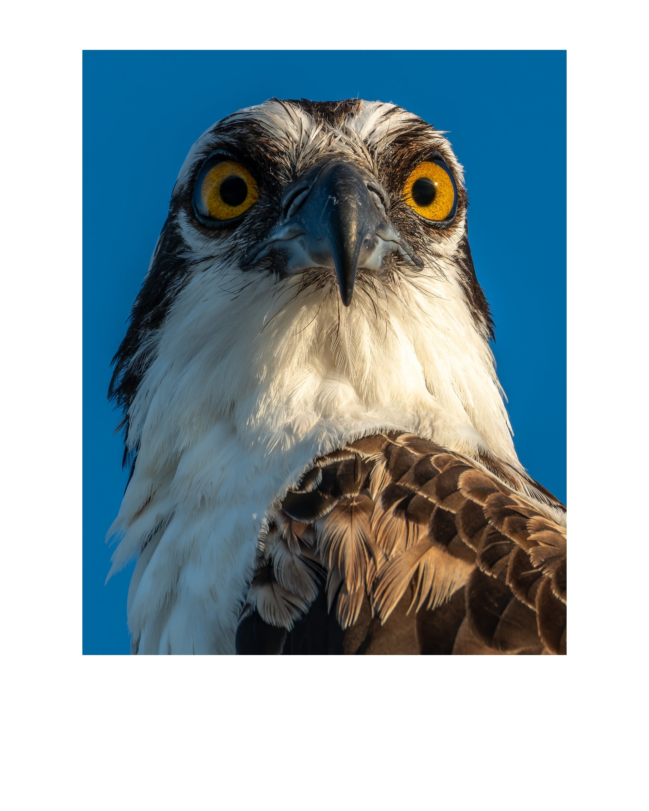 Osprey Wildlife Photography Print | Tiny Desk Photos No. 156