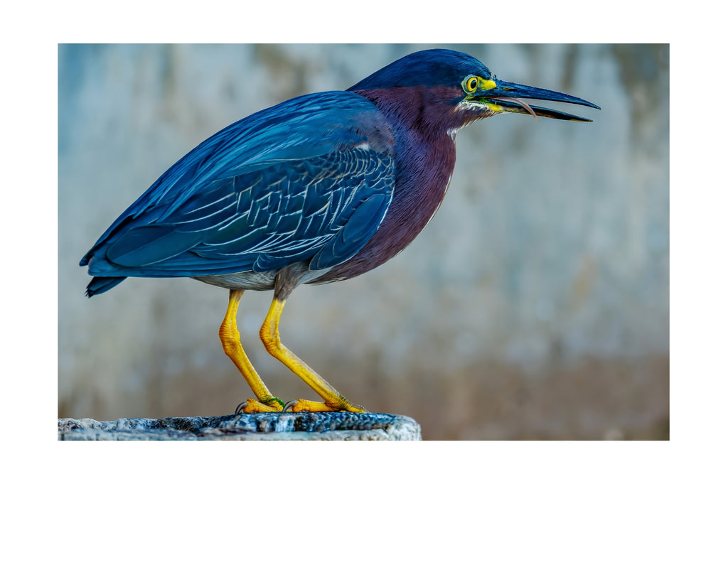 Green Heron Wildlife Photography Print | Tiny Desk Photos No. 157