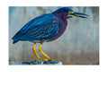 Green Heron Wildlife Photography Print | Tiny Desk Photos No. 157