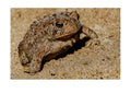Toad Wildlife Photography Print | Tiny Desk Photos No. 158