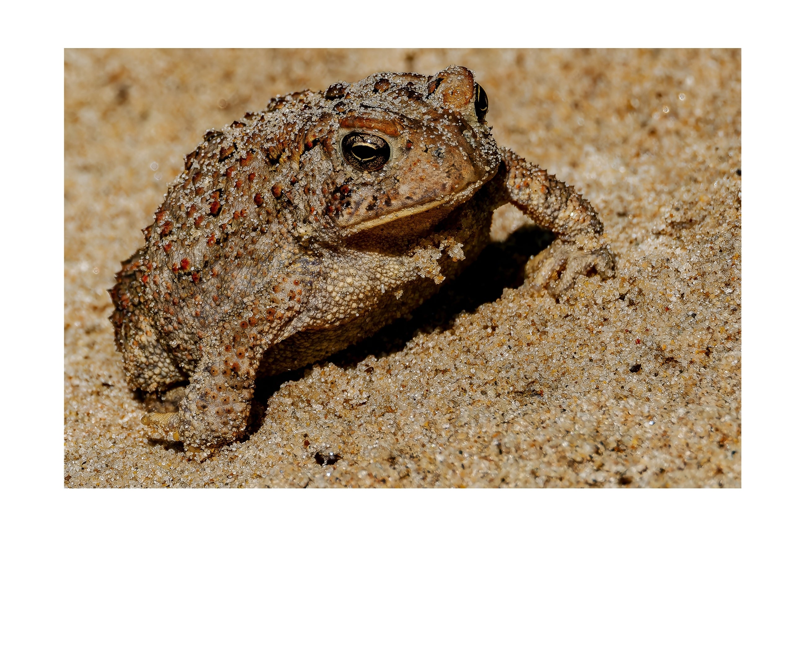 Toad Wildlife Photography Print | Tiny Desk Photos No. 158