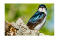 Tree Swallow Wildlife Photography Print | Tiny Desk Photos No. 160