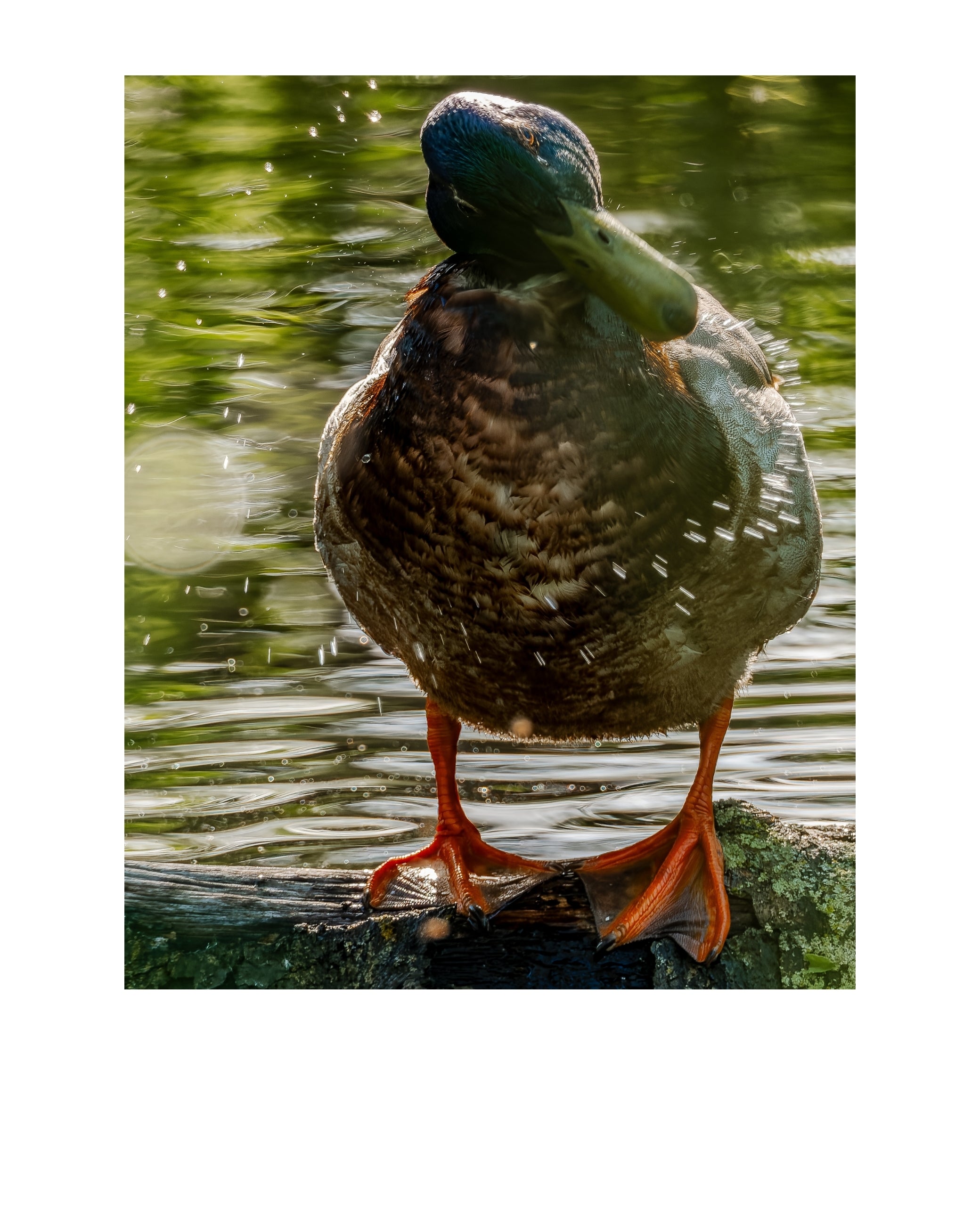 Mallard Wildlife Photography Print | Tiny Desk Photos No. 161