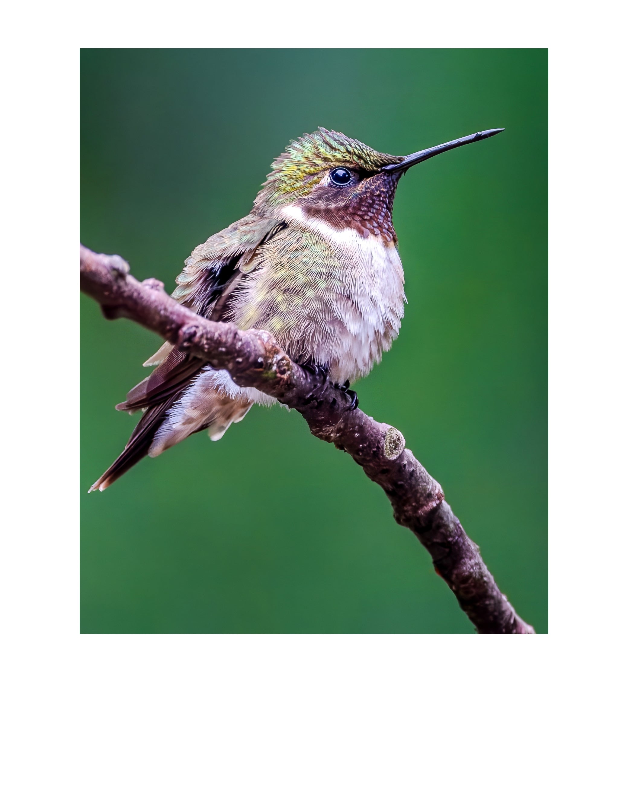 Ruby-Throated Hummingbird Wildlife Photography Print | Tiny Desk Photos No. 164