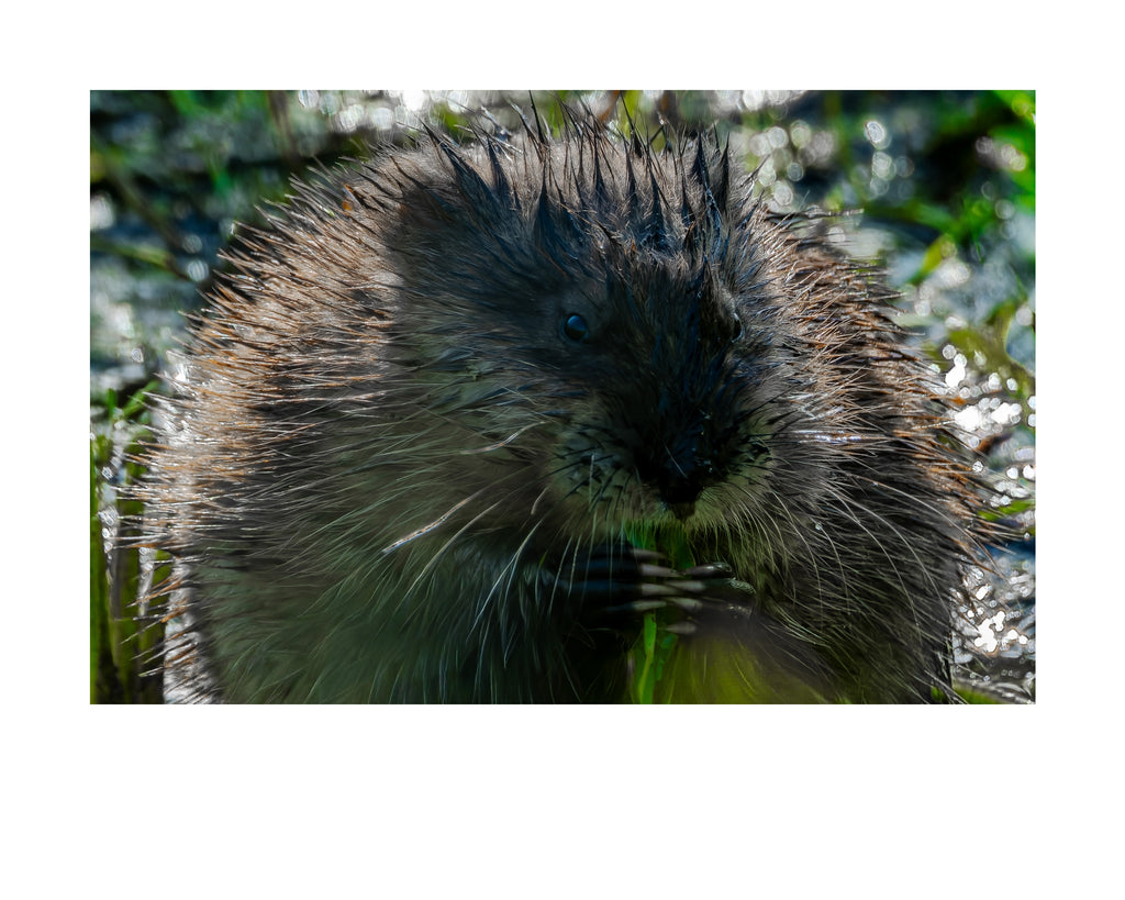 Muskrat Wildlife Photography Print | Tiny Desk Photos No. 165