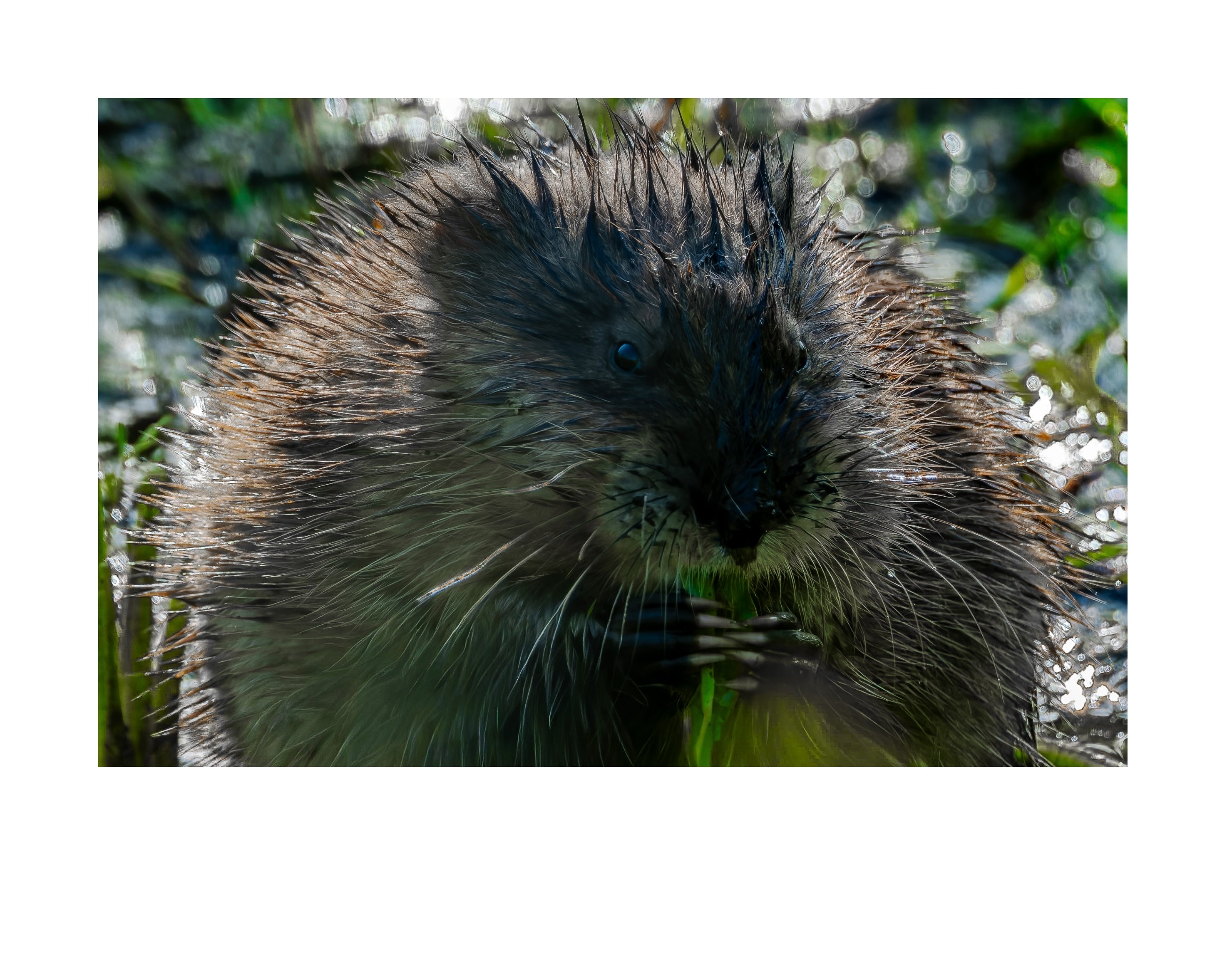 Muskrat Wildlife Photography Print | Tiny Desk Photos No. 165