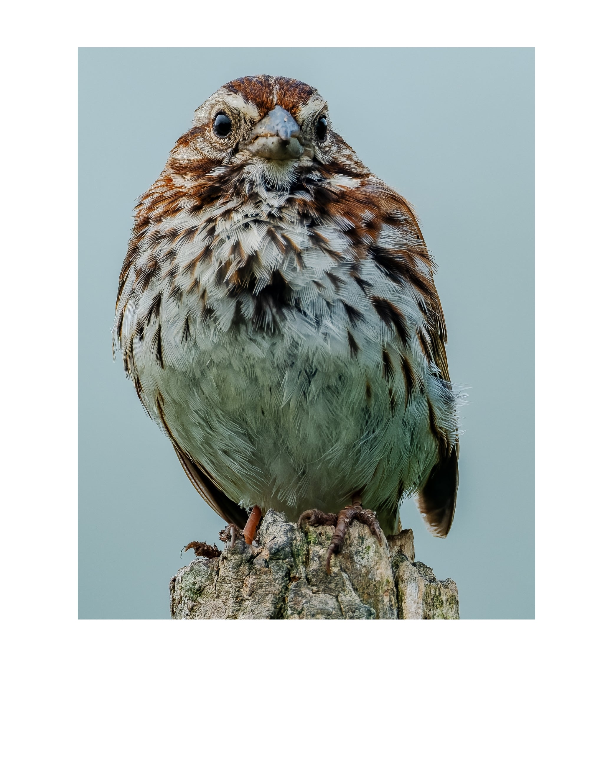 Song Sparrow Wildlife Photography Print | Tiny Desk Photos No. 166