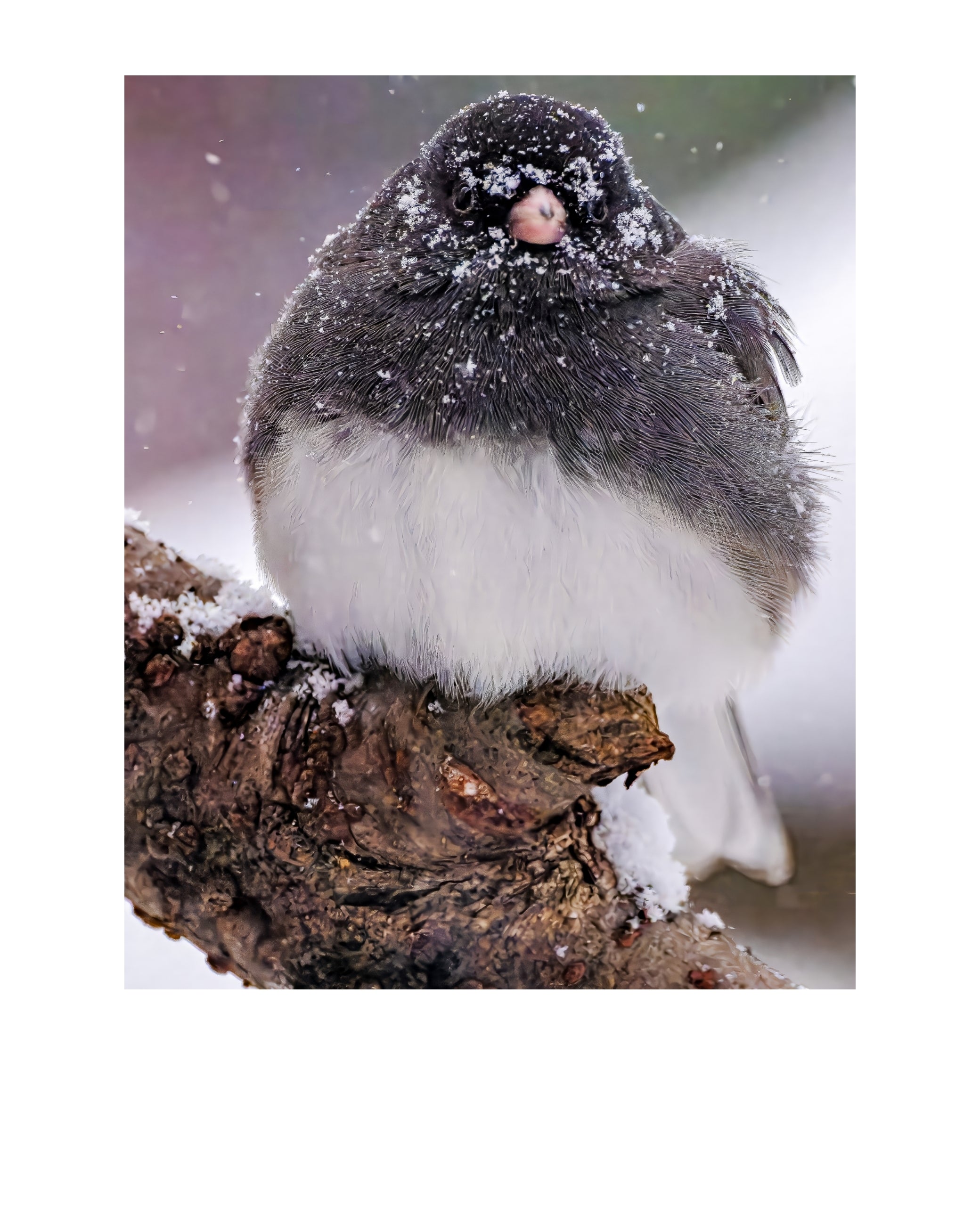 Dark-eyed Junco Wildlife Photography Print | Tiny Desk Photos No. 167