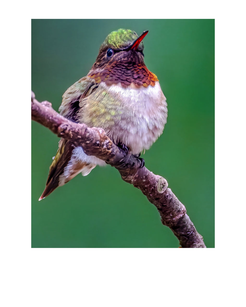Hummingbird Wildlife Photography Print | Tiny Desk Photos No. 168