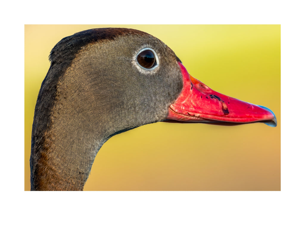 Black-bellied Whistling Duck Wildlife Photography Print | Tiny Desk Photos No. 171