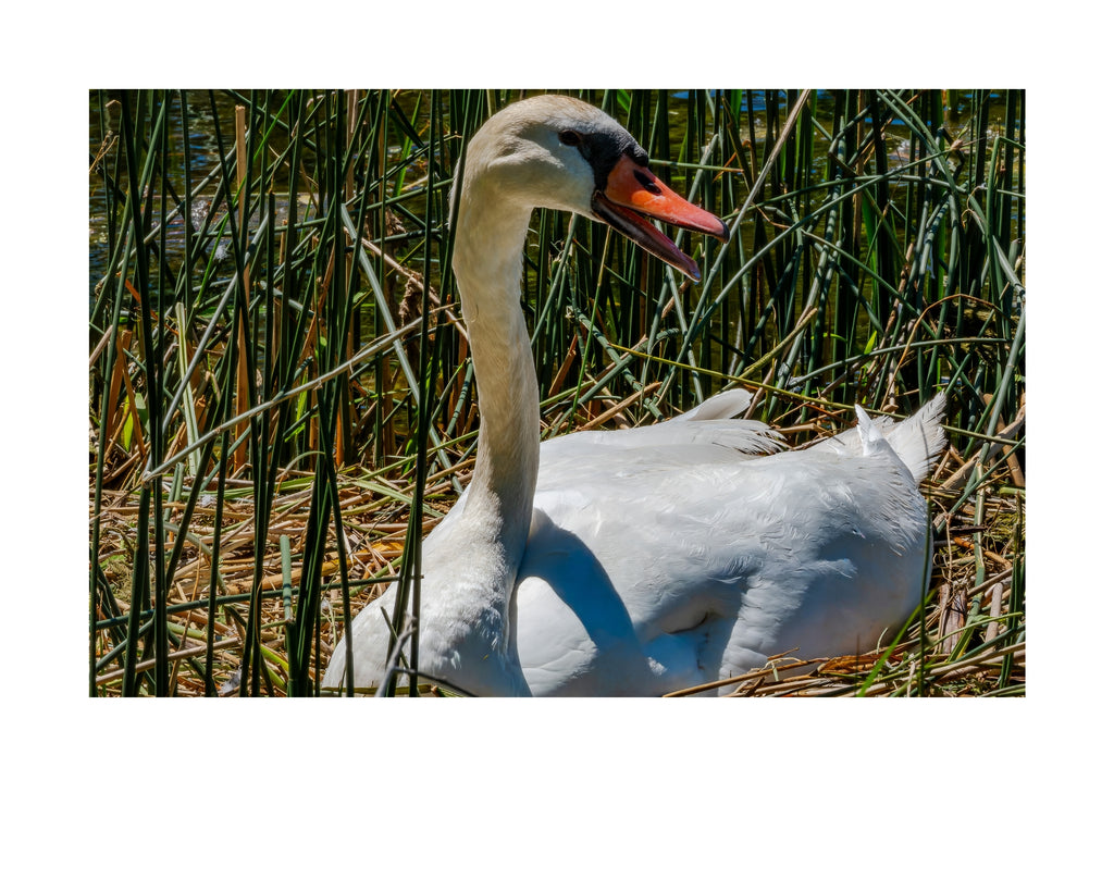 Mute Swan Wildlife Photography Print | Tiny Desk Photos No. 172
