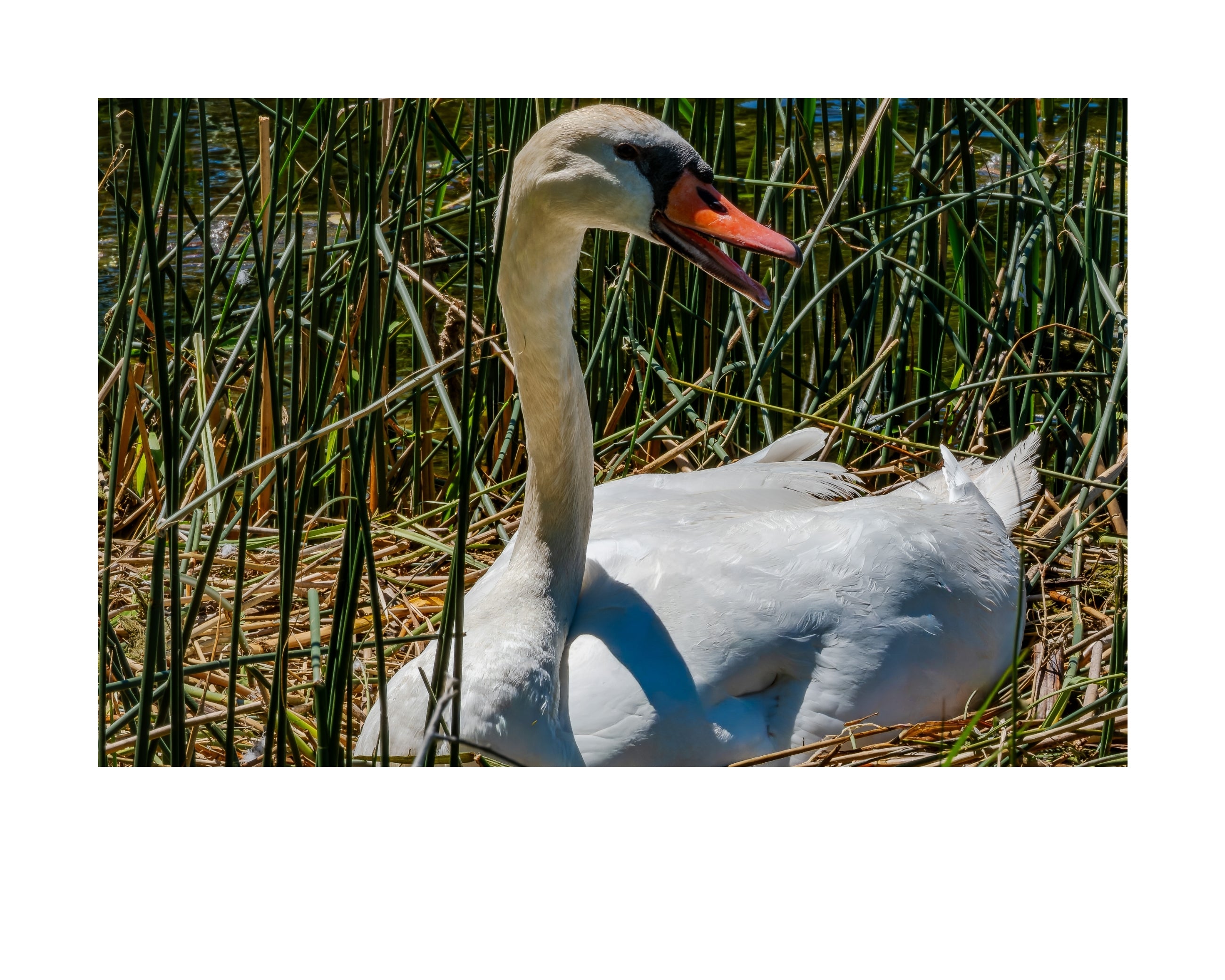 Mute Swan Wildlife Photography Print | Tiny Desk Photos No. 172